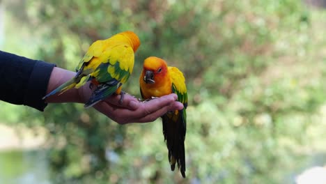 Primer-Plano-De-Especies-En-Peligro-De-Extinción,-Conure-De-Sol-Amarillo-Dorado,-Aratinga-Solstitialis,-Periquitos-Picoteando-Semillas-De-La-Mano-De-Una-Mujer-Con-Fondo-Verde-Bokeh-En-Un-Parque-De-Aves,-Tailandia,-Sudeste-De-Asia