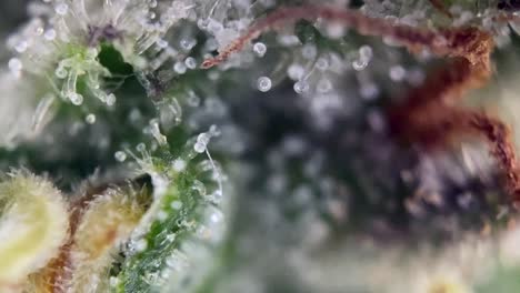 cuando para la cosecha lechosa cabezas de color ámbar cannabis trichomes marihuana, fantástico de cerca macro zoom microscopio cosecha naturalmente droga droga