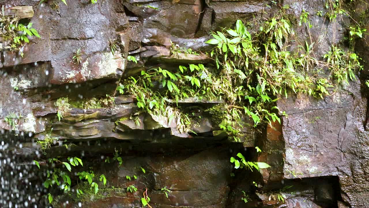 A serene waterfall flows over a rocky ledge adorned with lush green plants, captured in natural lighting at Dorrigo, NSW