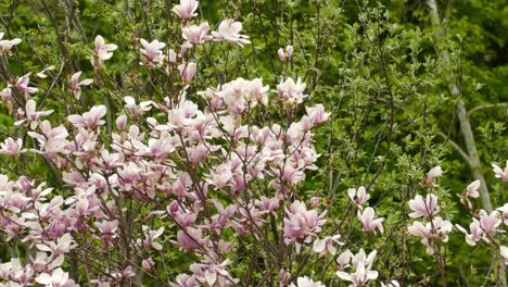 Pájaro-Jilguero-Americano-Posado-Y-Luego-Volar-Sobre-Flores-De-Magnolia-Florecientes-En-Primavera