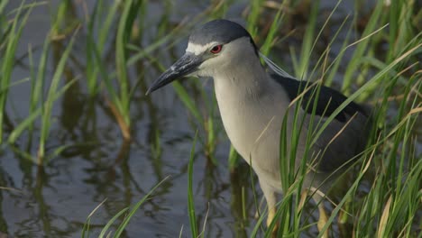 black-crowned night heron in marsh