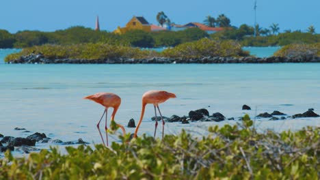 Un-Par-De-Flamencos-Comiendo-En-Un-Claro-Salado-En-Kralendijk,-Bonaire.