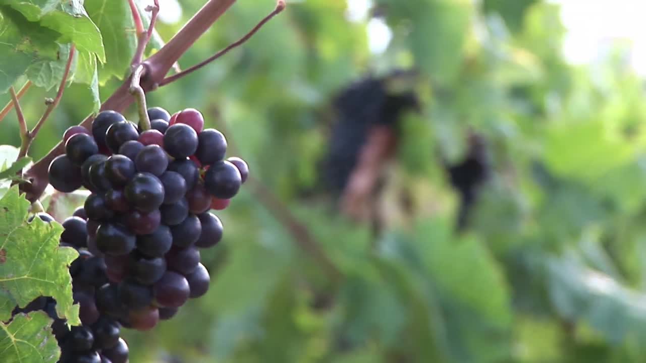 uvas francesas maduras