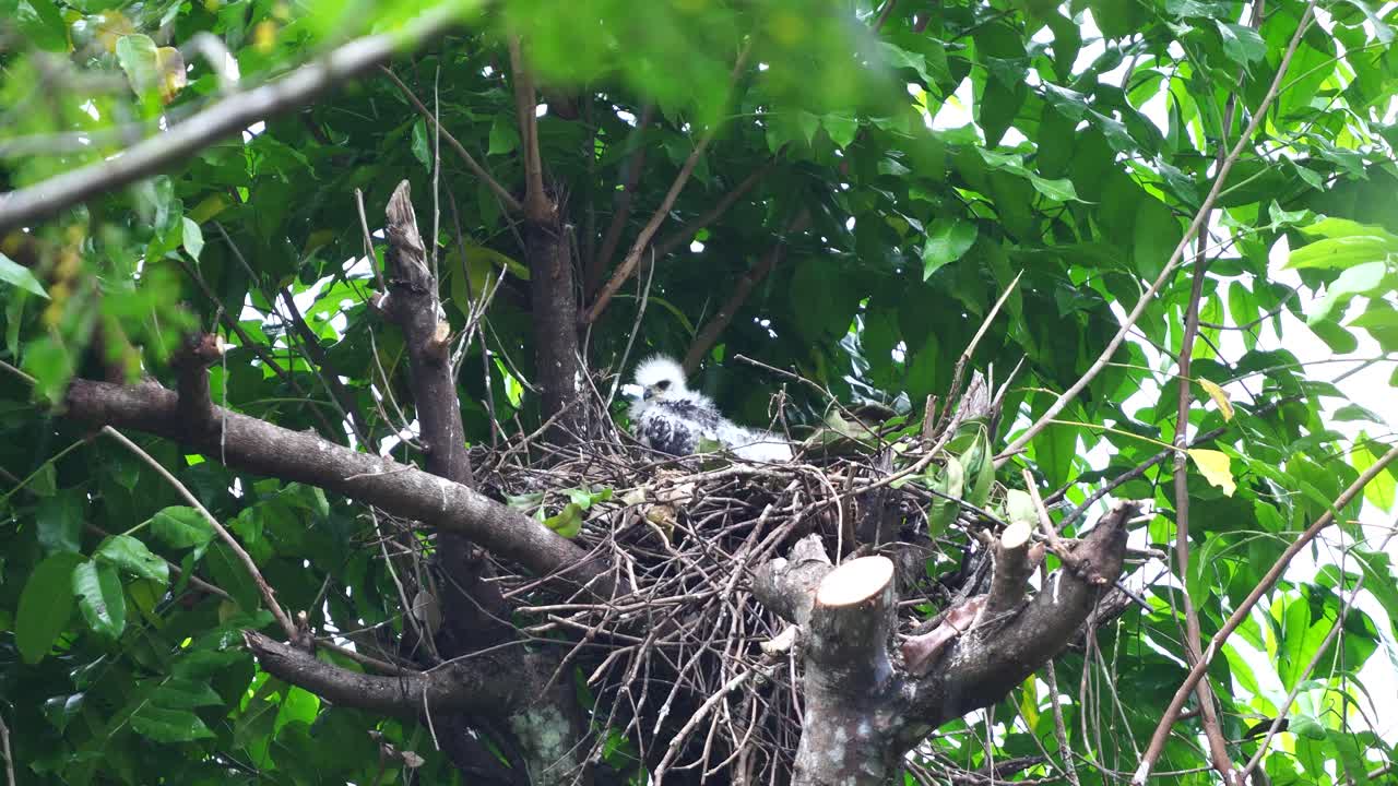 un pulcino di aquila con le piume bianche si sta riparando dalla pioggia sotto le foglie sopra il nido