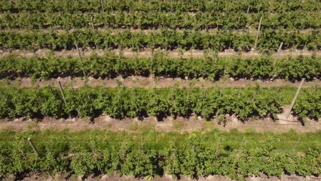 exuberantes manzanos bajo la luz del sol en un huerto de manzanas en la península de leelanau, michigan - drone aéreo