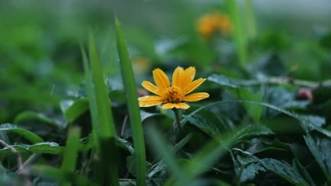 4k| rain keep dropping on yellow flower in slow motion with bokeh