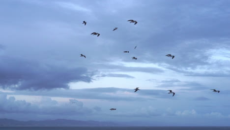 bandada de gaviotas vuelan por encima del mar mediterráneo
