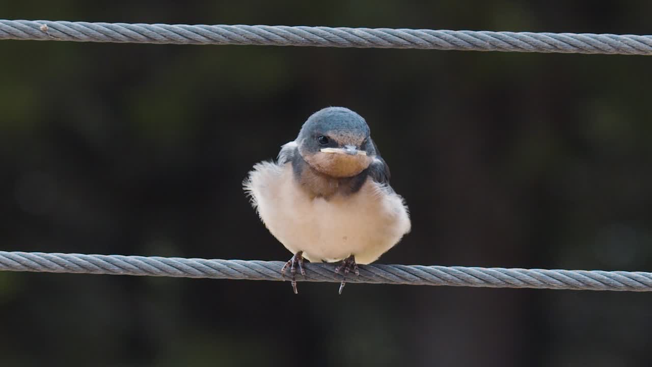 bird cleaning itself on a wire