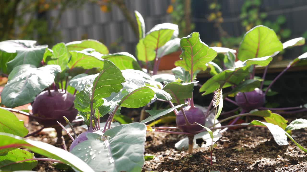 Raised bed with violet kohlrabi, graden farming