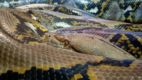 Snake-body-winds-through-the-picture,-large-dangerous-snake-head-with-black-eyes