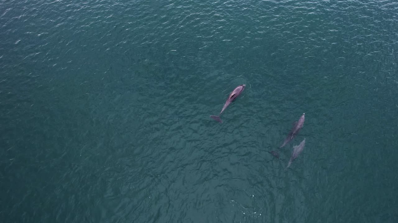 grupo de delfines nariz de botella en el agua del océano - vista aérea