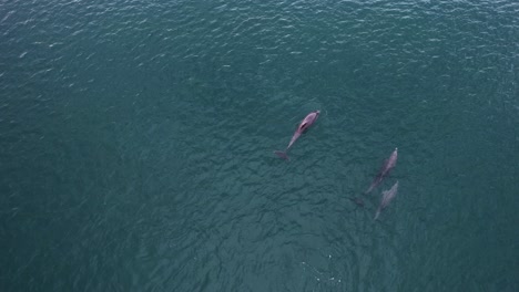 group of bottlenose dolphins in ocean water - aerial view