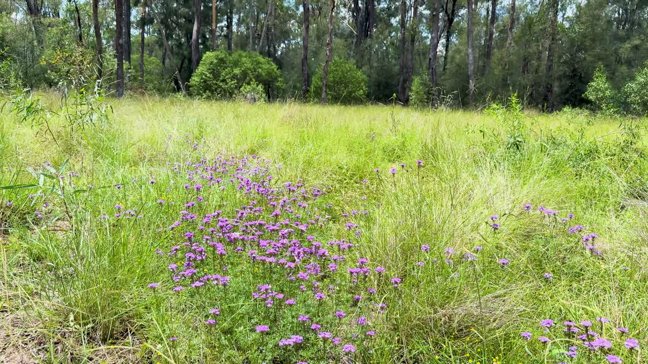 평화로운 초원 환경 에서 활기찬 야생 꽃 들