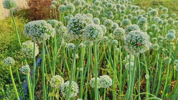 Wide view of an onion bed filled with tall green stalks and white spherical flower heads, sunlight creating soft highlights and depth across the dense agricultural field