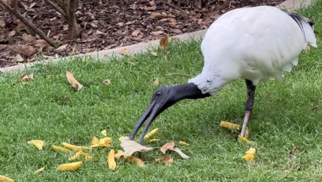 a wild australian white ibis, threskiornis molucca spotted eating chips dumped on the grass by human being, brisbane city, australia