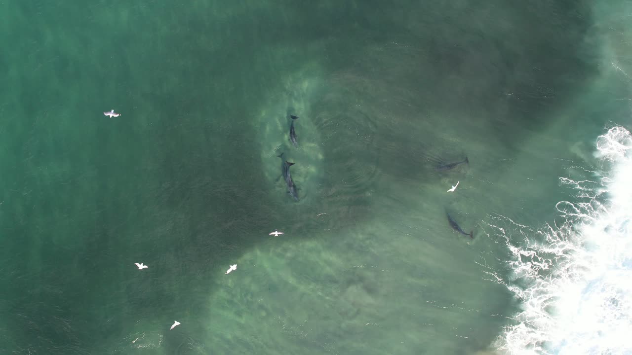 부러진 머리 에서 물고기 를 사냥 하는 바구니 코 돌고래 nsw - 바이론 지역 - 오스트레일리아