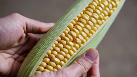 hands holding a partially shucked ear of corn