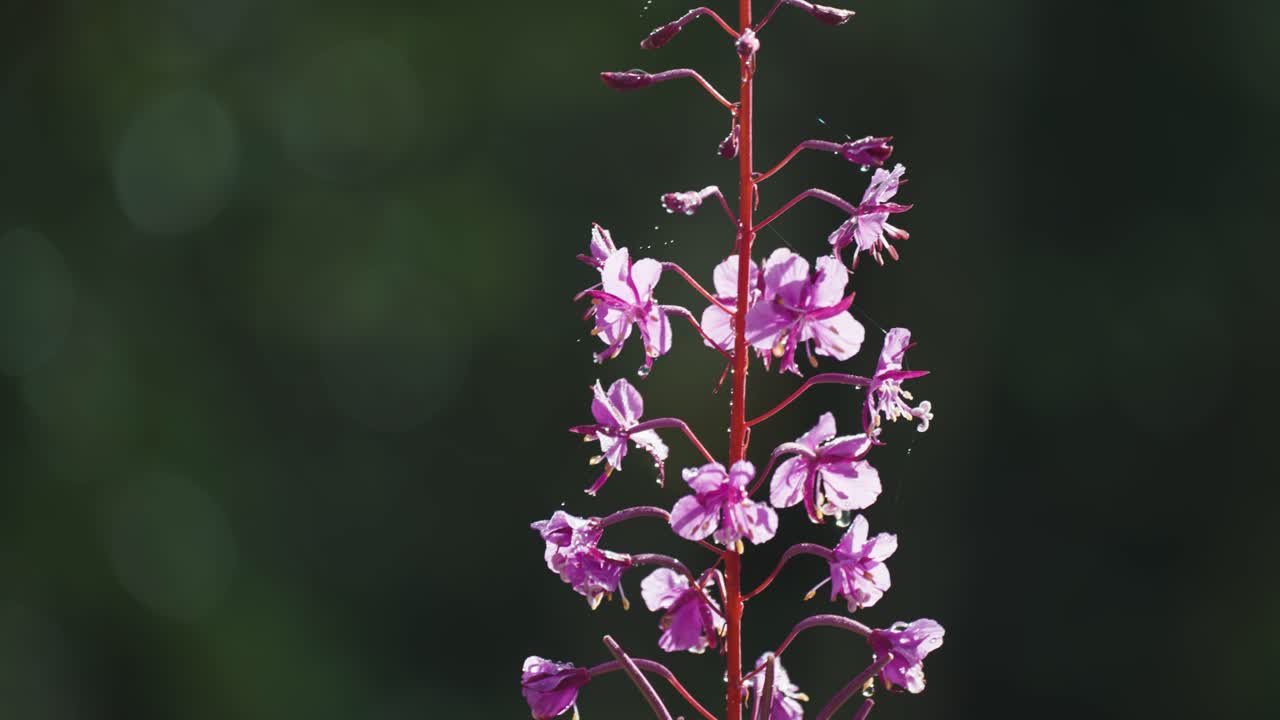 flores de hierba rosa iluminadas por el sol de la mañana en el fondo oscuro