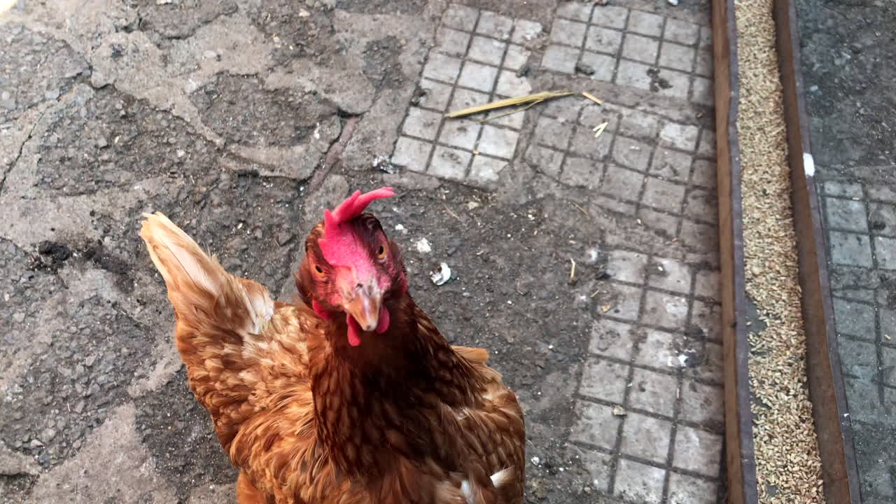 la granja de gallinas camina y salta