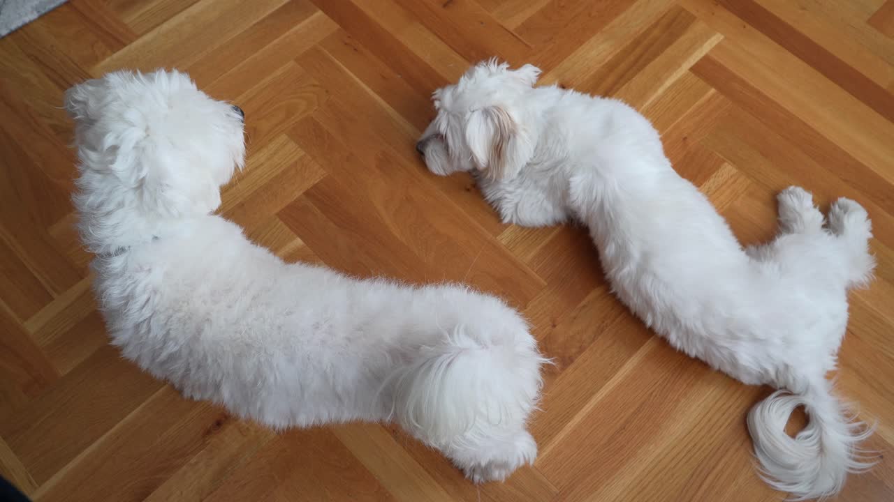Two white Maltese dogs rest on a hardwood floor, lying comfortably and facing opposite directions in a cozy indoor setting. Their soft, fluffy fur contrasts with the clean, patterned wood beneath them