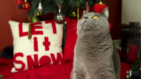 The-British-Shorthair-cat-looks-around-in-front-of-the-Christmas-tree-and-stands-up