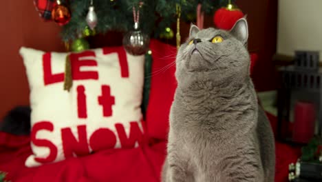 el gato británico de pelo corto mira alrededor frente al árbol de navidad y se pone de pie