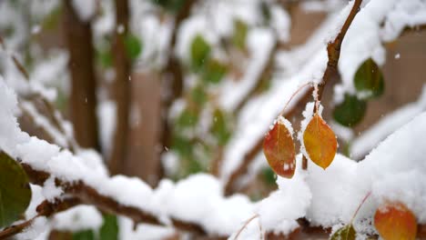 冬の天候嵐のスローモーション中に、森の中の葉を持つ木の枝に雪の結晶が落ちる