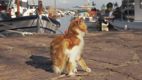 A-playful-ginger-kitten-sitting-by-the-harbour
