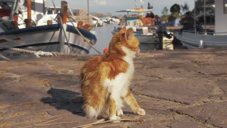 un juguetón gatito pelirrojo sentado junto al puerto