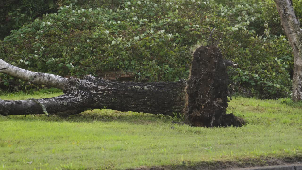 Fallen Tree on Green Lawn