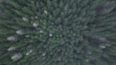 a top-down aerial view of a lush evergreen forest, showcasing the dense canopy of pine and fir trees.
