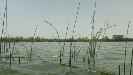 Lake with reeds and vegetation