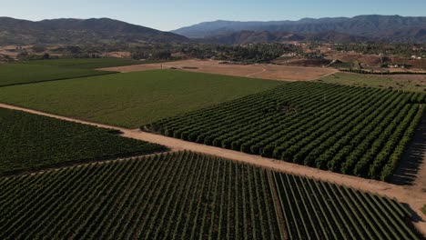 Revelación-Aérea-Ascendente-De-Un-Gran-Viñedo-En-El-Valle-De-Temecula