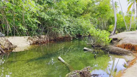 mangrove forest at playa coson, las terrenas in dominican republic