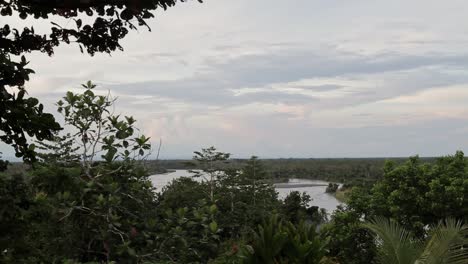 vista de la jungla en papúa hacia un río - toma amplia fija
