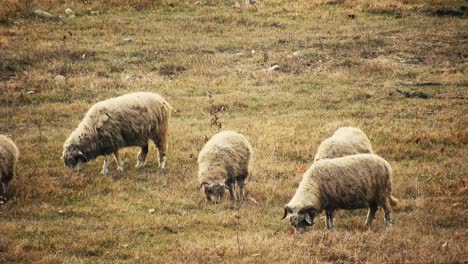 Schafherde,-Die-Gras-Auf-Dem-Feld-Frisst