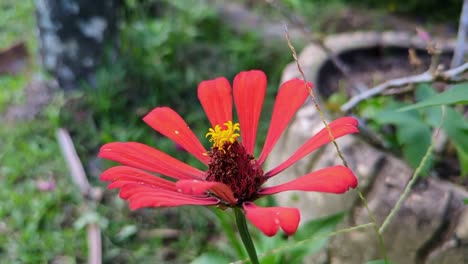 red flower of peruvian zinnia in the garden. - closeup shot