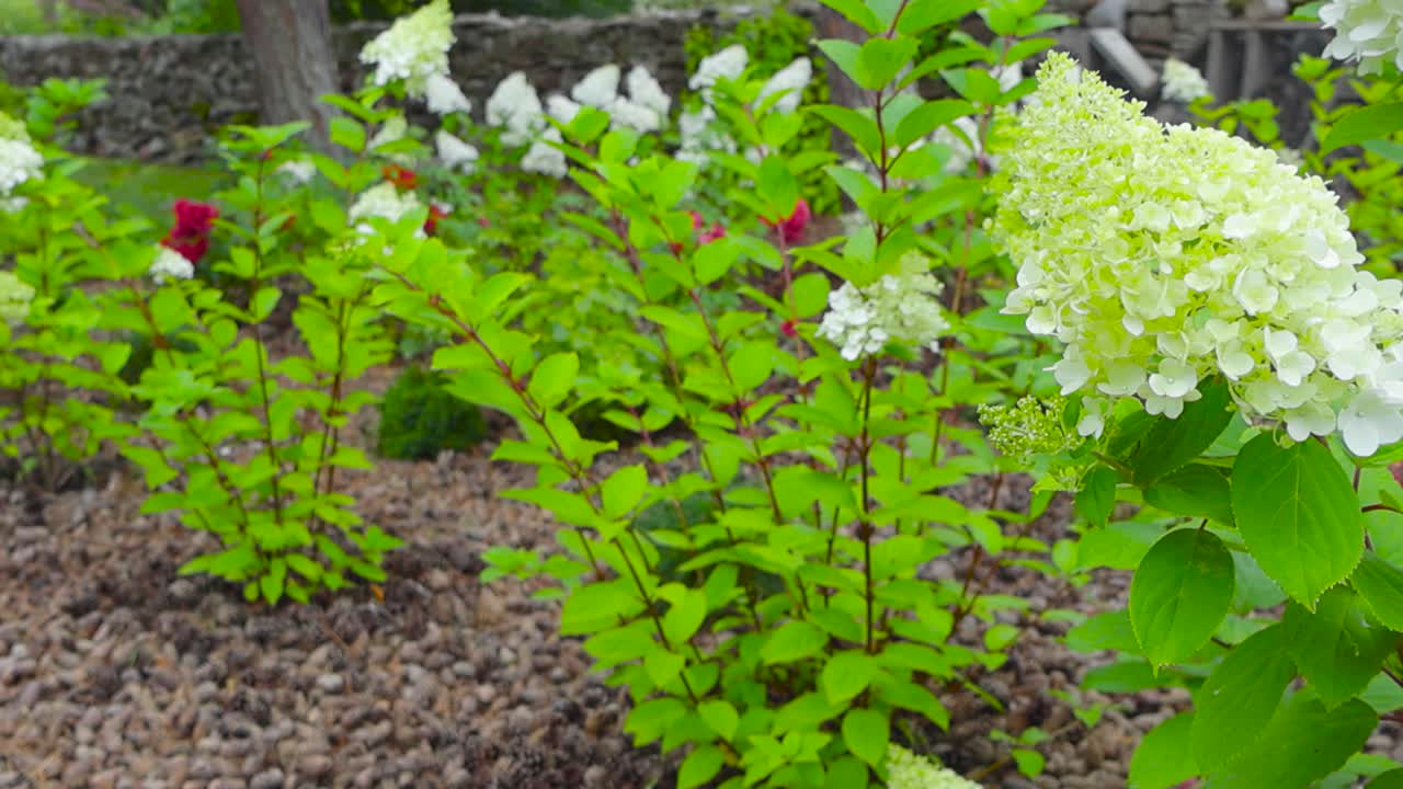 flores blancas en flor en un jardín en saaremaa estonia durante el verano mientras es un día nublado