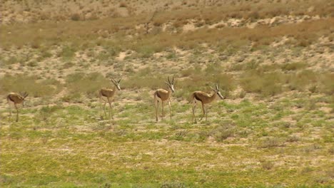 springbok walking through the desert