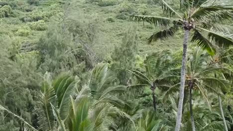 Drone-aerial-rise-above-palm-trees-tropical-Hawaii