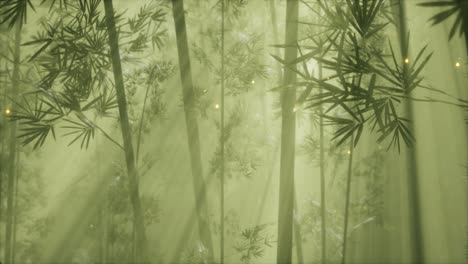 asian bamboo forest with morning fog weather