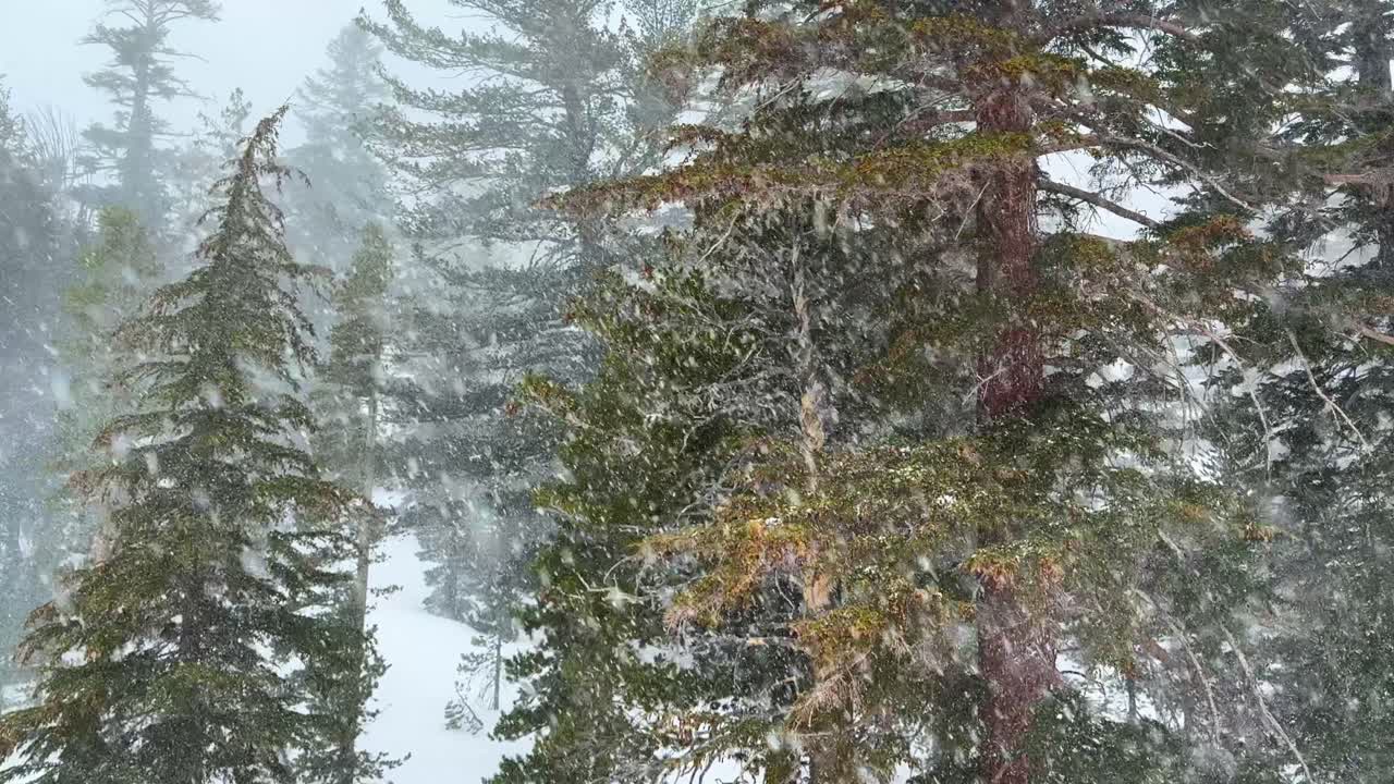 View from Chairlift of trees of Mammoth mountain ski resort Hemlocks main lodge winter feet of snow dumping snowy blizzard on ski snowboard trail run California cloudy foggy backcountry forest pan