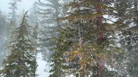 view from chairlift of trees of mammoth mountain ski resort hemlocks main lodge winter feet of snow dumping snowy blizzard on ski snowboard trail run california cloudy foggy backcountry forest pan