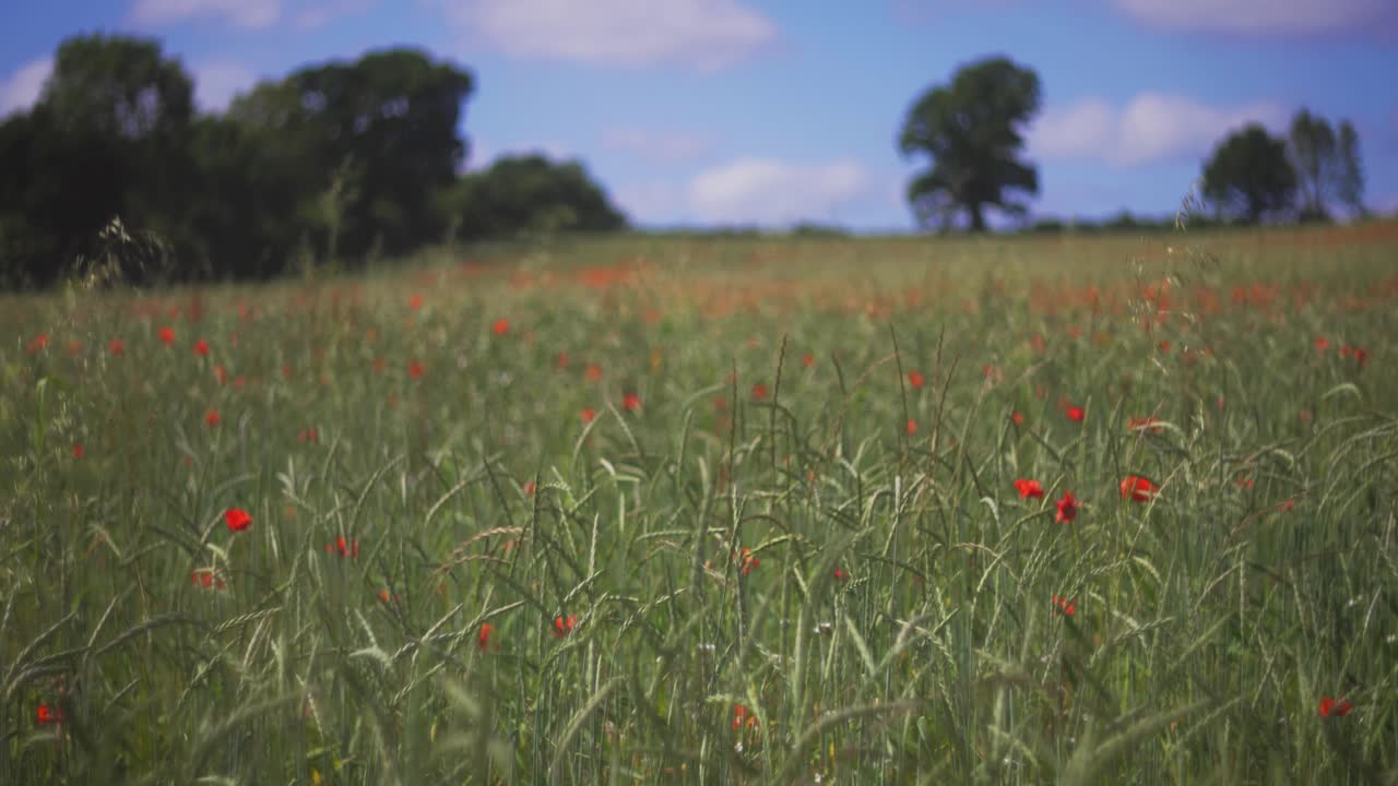 una hermosa vista de un campo de amapolas en cámara lenta