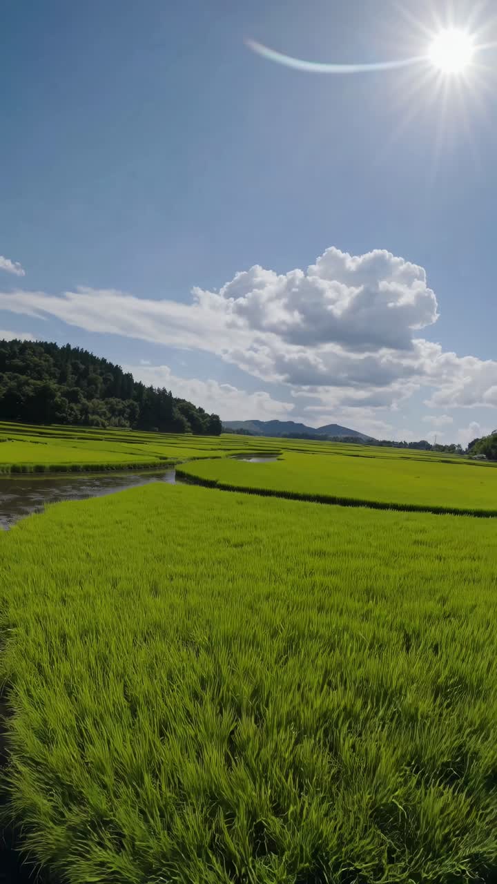 Aerial video of lush green rice fields under a bright sun, with a scenic mountain backdrop