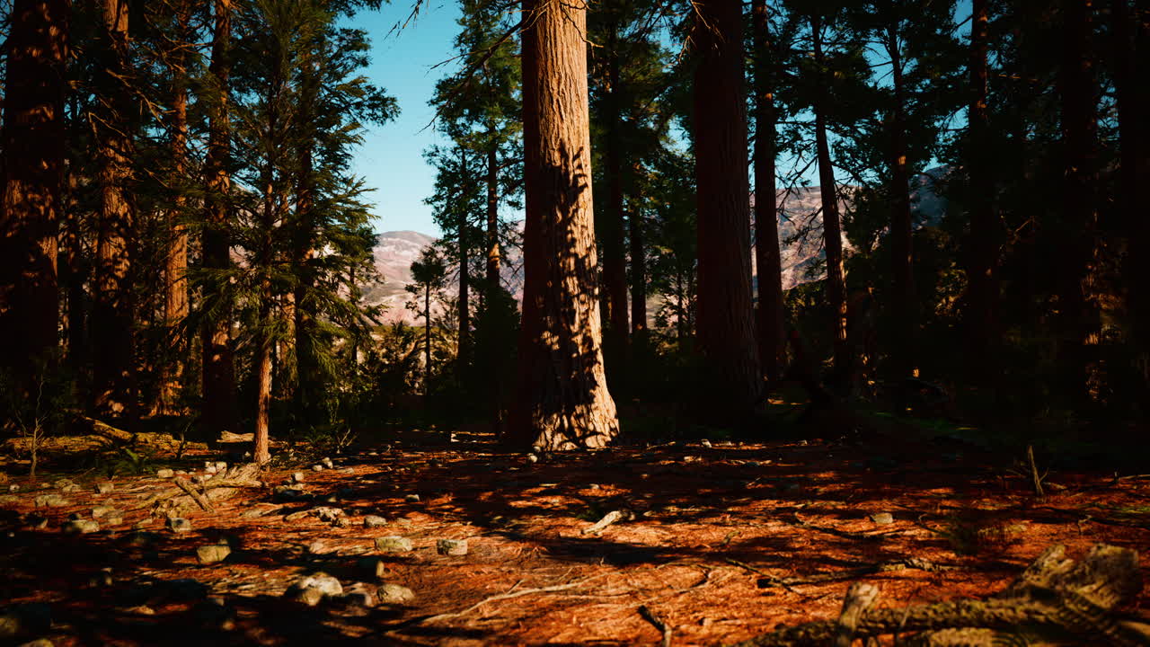 캘리포니아 산맥 에 있는 세코이아 국립 공원 의 거대 세코이아 숲