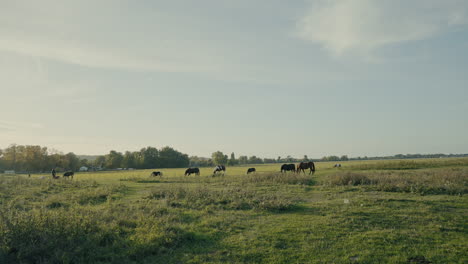 horses-graze-in-the-sun-at-Port-Meadow,-Oxford