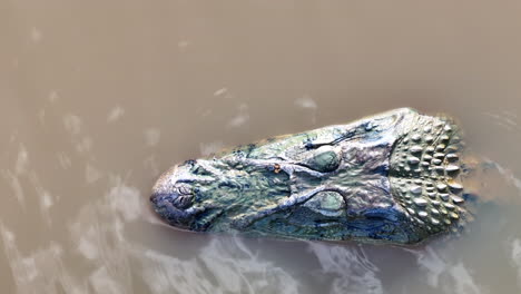 top down of a black caiman's head