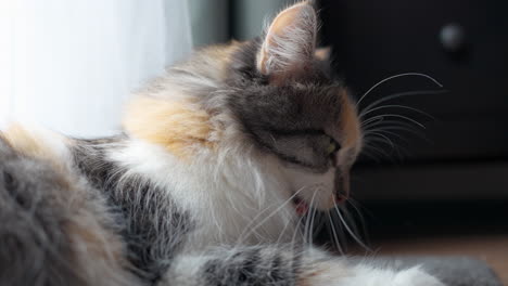 Long-Haired-Calico-Domestic-Cat-Fed-with-Dry-Pet-Food-From-Hand---close-up