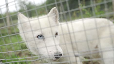 beautiful baby arctic wolf with different eyes - blue and brown eye